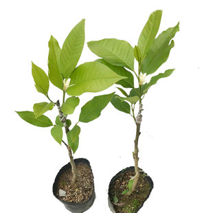 白兰花盆栽花卉绿植嫁接白玉兰苗缅桂花苗芳香四溢室内外地栽树苗