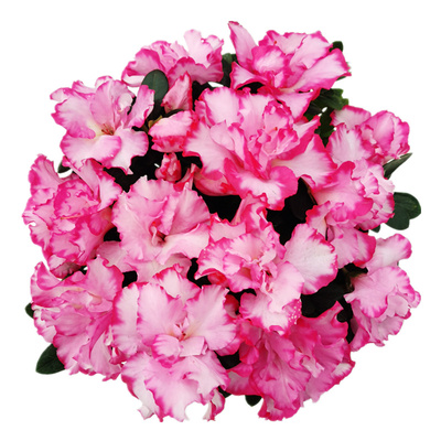 杜鹃花盆栽花卉好养多个品种精选