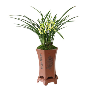 建兰素心铭品 铁骨天香 内含多个品种 夏带花苞出售好养花卉盆栽