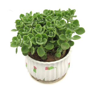 碰碰香盆栽一抹香办公室内阳台净化空气防辐射驱蚊绿植花卉植物