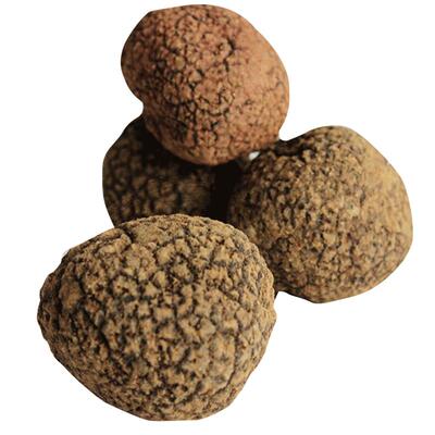 拾蘑菇速冻松露法国美食猪拱菌