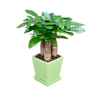 发财树三株盆栽办公室内绿植桌面植物招财树盆景客厅绿植
