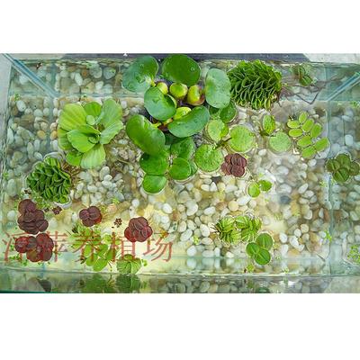 红河根散装鱼缸造景水草缸布景活