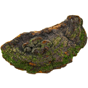 福源堂 长白山 野生松针层孔菌 野生松针灵芝 松树桑黄林芝 500克