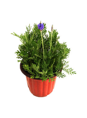 齿叶薰衣草盆栽阳台香草植物易活
