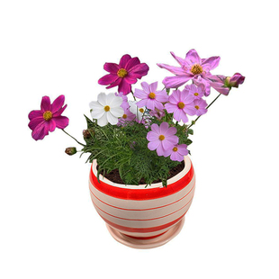 波斯菊鲜花盆栽带花苞格桑花盆栽花卉阳台庭院喜阳容易养循环开花