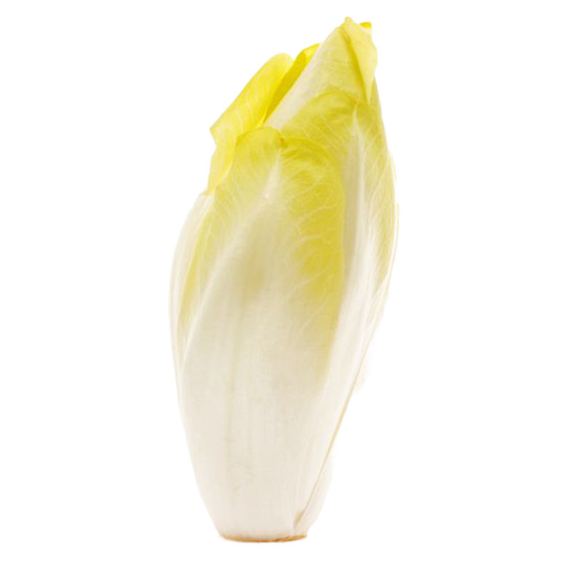 春秋播软化菊苣种子种籽孑根四季家庭盆栽苗阳台素菜食用红苣菊蔬