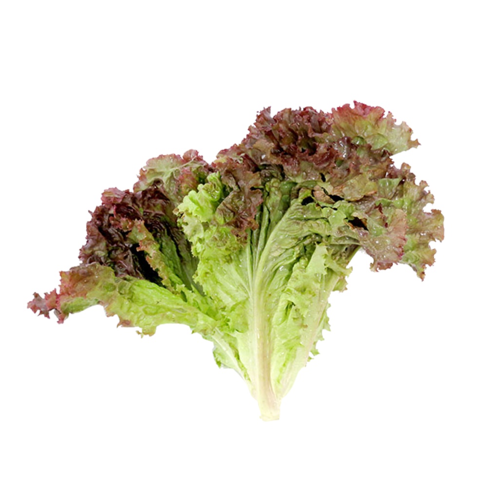【老一生鲜】 西餐新鲜 红叶生菜 紫叶 罗莎红 沙拉菜紫生菜 500g