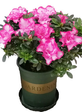 杜鹃花绿植杜鹃花四季开花西玛