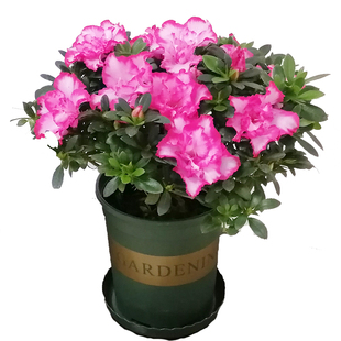 永福花乡园艺 西玛杜鹃花盆栽 杜鹃西玛 大苗比利时杜鹃 西玛杜鹃