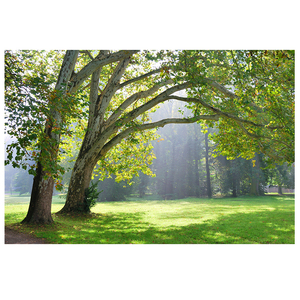 大型壁画 田园风景墙纸3d电视沙发背景墙布 卧室壁纸无纺布 大树