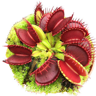 B52捕蝇草【食虫植物大夹子大型驱蚊盆栽绿植品种纯包邮捕虫草】