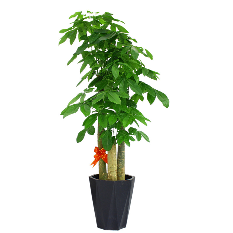 新念吸甲醛绿色幸福树多头植物