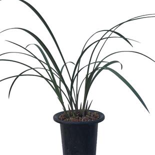 兰花苗隆昌素春剑阳台客厅室内盆栽绿植植物花卉浓香好养易花