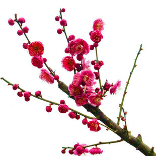 榆叶梅树苗红梅树苗庭院绿化观花植物嫁接重瓣多花榆叶梅腊梅树苗