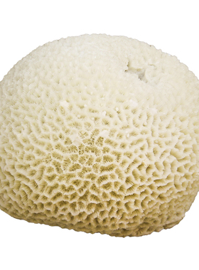 台湾仿真珊瑚摆件工艺品