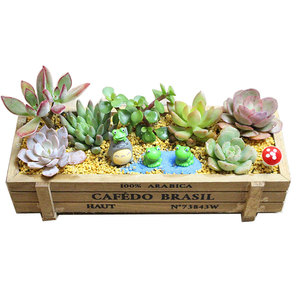 包邮  多肉组合盆栽 木盒植物 肉肉组合   多肉木头花盆
