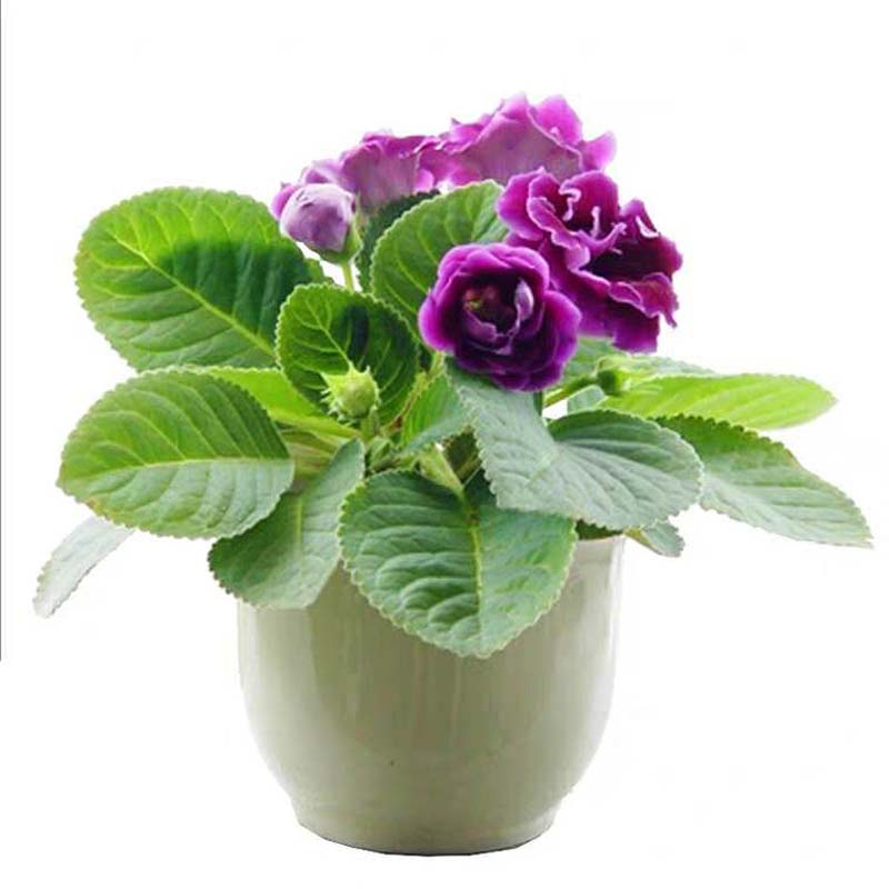 重瓣大岩桐芙蓉花带花发货好养