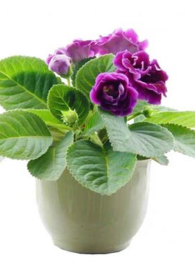 重瓣大岩桐芙蓉花带花发货好养
