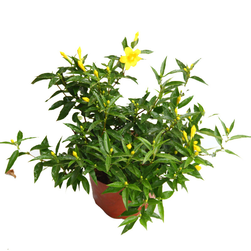 法国香水藤盆栽花卉爬藤植物耐寒攀援黄花茉莉苗庭院阳台四季常青