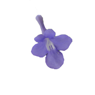 耐荫耐热夏季室内垂吊花卉海豚花苗蓝色白色多年生新手好养易爆盆