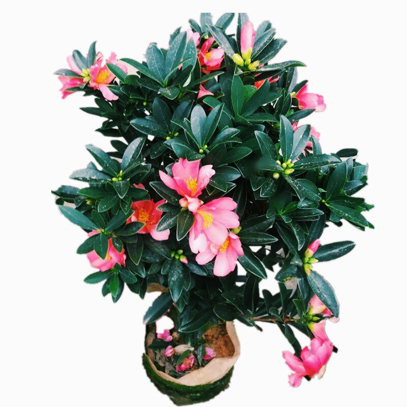 绿植四季盆栽苗名贵山茶花包邮