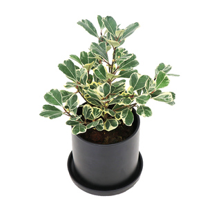 花与花器 牛奶榕 心叶榕锦三角榕树室内外阳台桌面耐晒绿植物盆栽