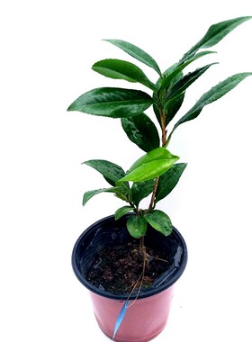 木本阳台庭院绿植促销当年开