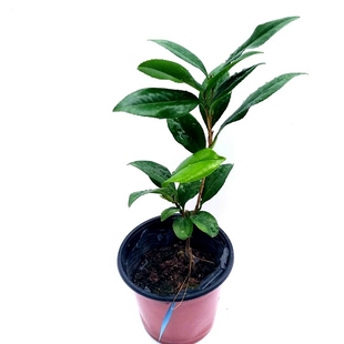 吉普赛女郎茶花戴氏之歌拉力皮特姚黄魏紫四季绿植花卉盆景包邮