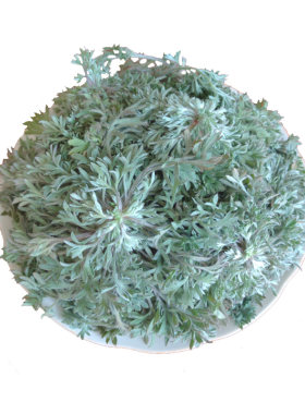 新鲜茵陈白蒿野菜现挖现发