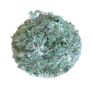 茵陈种子种苗白蒿种籽山东野菜种植基地山野菜阳台盆栽多年生包邮