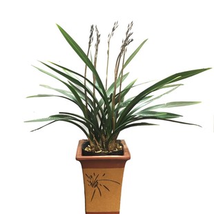 报岁兰年销盆栽花卉兰花墨兰小香中等株型小巧可爱带多花苞包邮