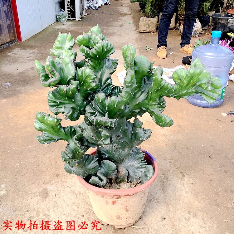 玉麒麟盆栽 麒麟掌 植物 四季常青绿植 仙人掌观赏盆景包邮