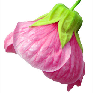 日本风铃苘麻植物宿根花卉盆栽新品推荐阳台新款人气多年生好养