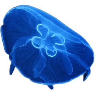 活体海月赤月大西洋巴布亚桌面水母缸宠物观赏生日情人节礼物包邮