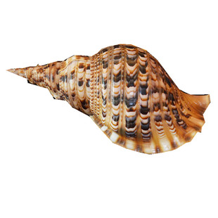 大响螺长香螺角螺天然贝壳海螺开口可以吹响海星角螺吹号海螺包邮