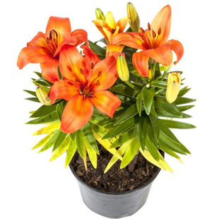 百合种球进口带芽大球多年生耐寒室外阳台庭院盆栽四季种香水百合