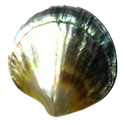 海螺贝壳珍珠蚌珊瑚水族摆件