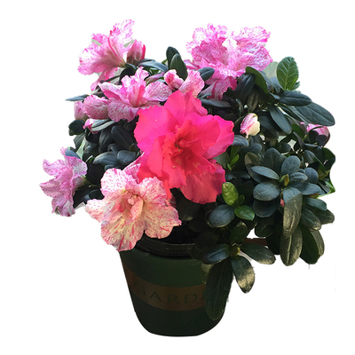 盆栽好养易活杜鹃花