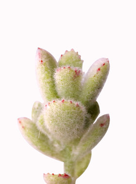 植绒肉肉萌芽熊童子仿真多肉植物  假多肉花仿真花绿植墙搭配材料