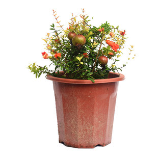 潮汕家庭红花石榴花盆栽开花植物盆栽喜庆吉祥花卉抹草仙草苗