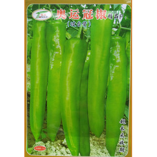 大羊角椒辣椒种籽辣椒种子孑光泽黄绿长25cm80-100克超长采收期