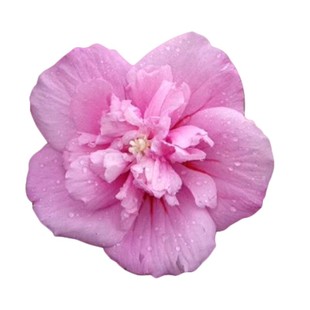 东篱园艺 牡丹木槿中国雪纺蓝莓薄荷重瓣木槿包对版包活盆栽花苗