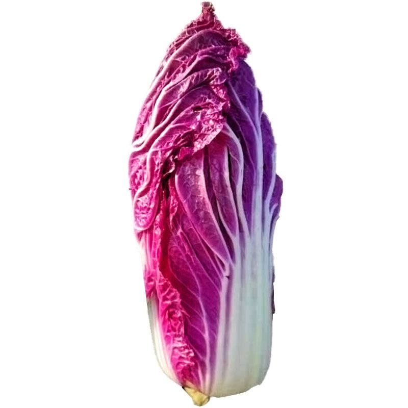 春秋千宝菜紫衣菜籽孑紫白菜种子四季紫色小红色娃娃菜秋季大蔬菜