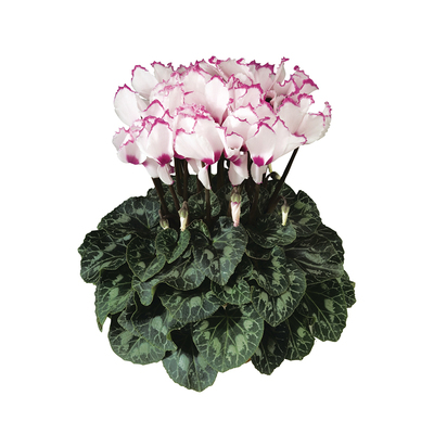 塔莎的花园仙客来花色丰富年宵花