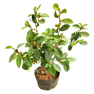 含笑花苗 含笑花树苗办公室内盆栽绿植 浓香花卉