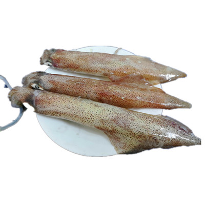新鲜野生鲜活冷冻笔管鱼乌贼灯光鱿鱼灯捕小海兔海鲜水产500g