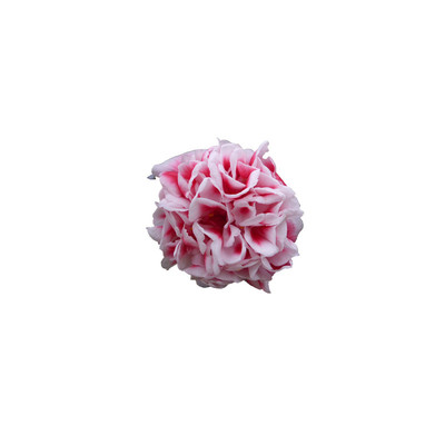 福建精品热销花卉龙火珠盆栽茶花苗庭院窗台绿植净化空气山茶包邮