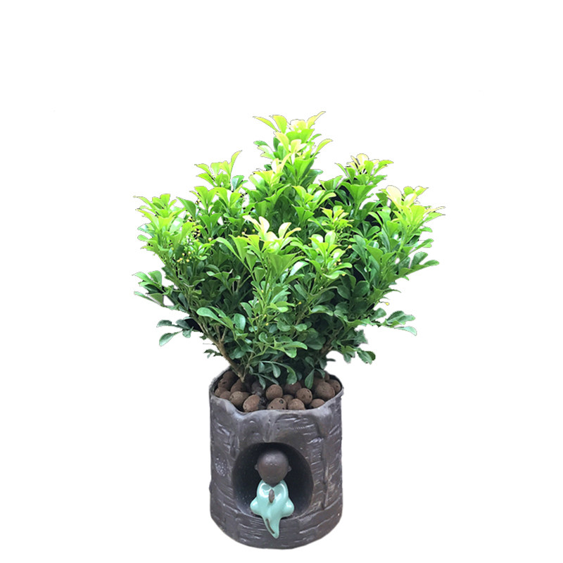 米兰花盆栽室内绿植驱蚊花卉植物老桩四季好养吸甲醛带花开花不断