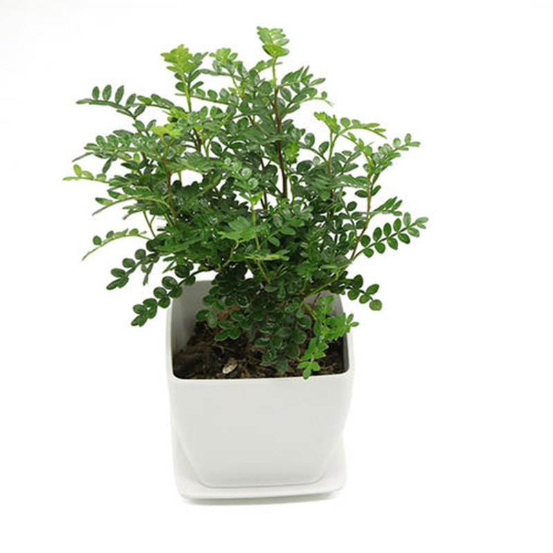 屋内四季常青客厅驱蚊草好养花卉